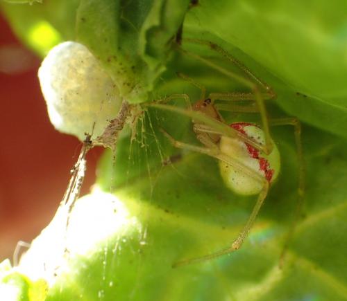 Réf. 211 622 : Enoplognatha (latimana-ovata)